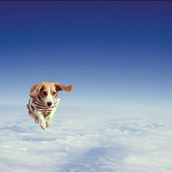 ビーグル きなこ