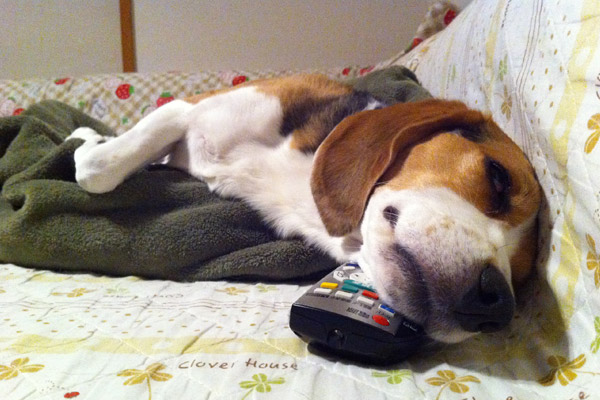 ビーグル きなこ