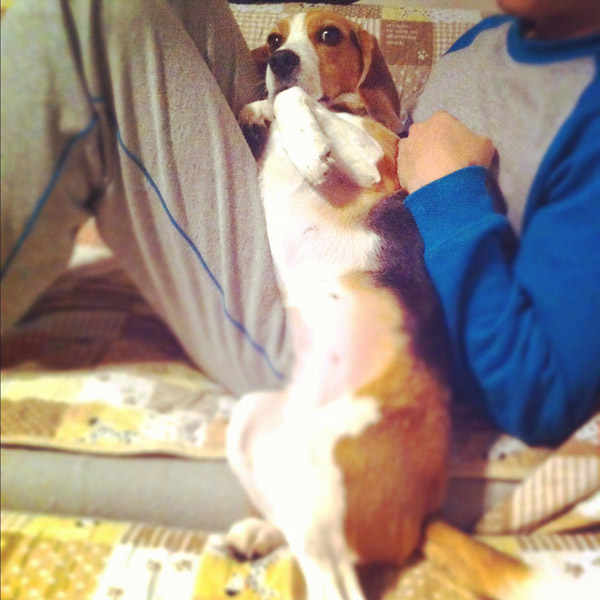 ビーグル きなこ