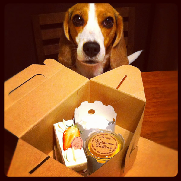 ビーグル きなこ