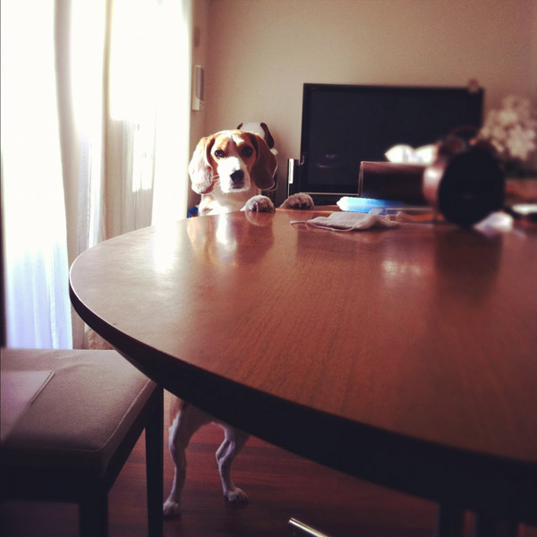 ビーグル きなこ