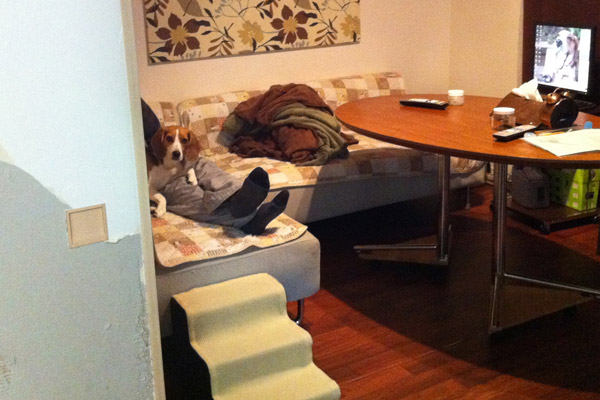 ビーグル きなこ