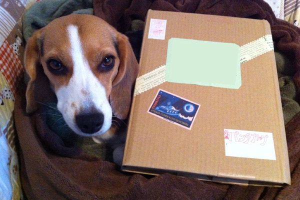 ビーグル きなこ