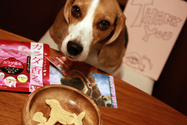 ビーグル きなこ
