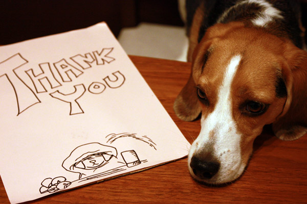 ビーグル きなこ