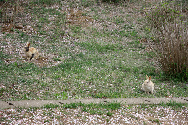 ビーグル　きなこ