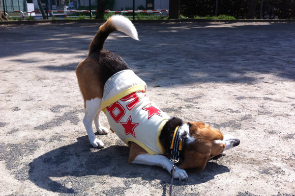 ビーグル　きなこ