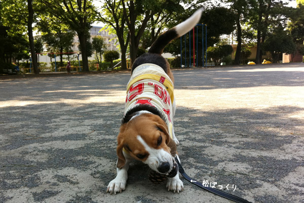 ビーグル　きなこ