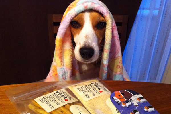 ビーグル きなこ