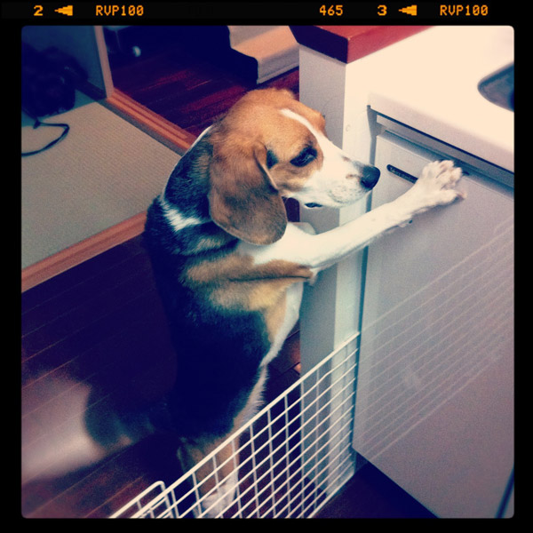 ビーグル きなこ