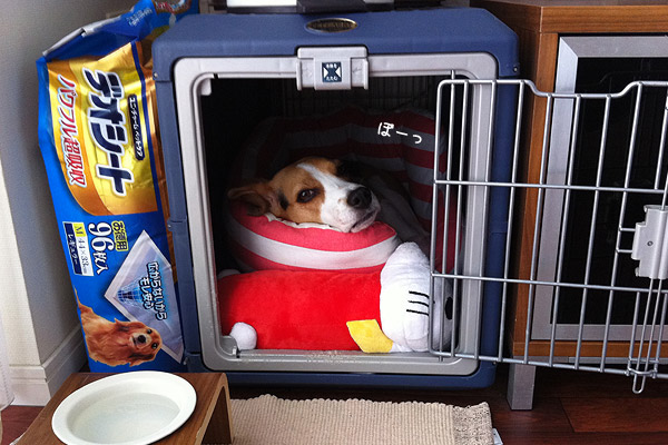 ビーグル きなこ
