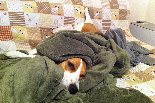 ビーグル きなこ