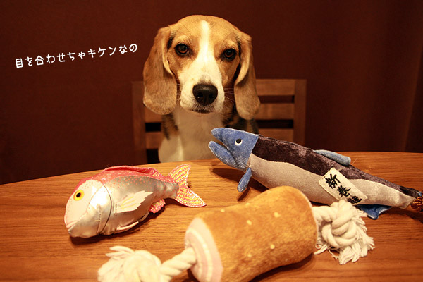 ビーグル きなこ