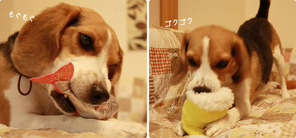 ビーグル きなこ