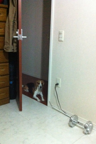 ビーグル きなこ