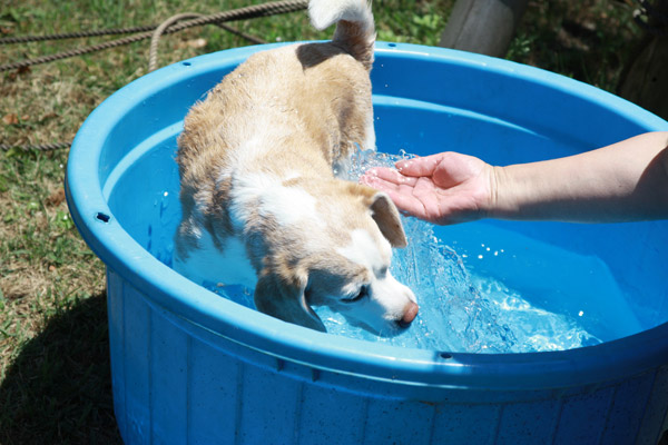 ビーグル きなこ