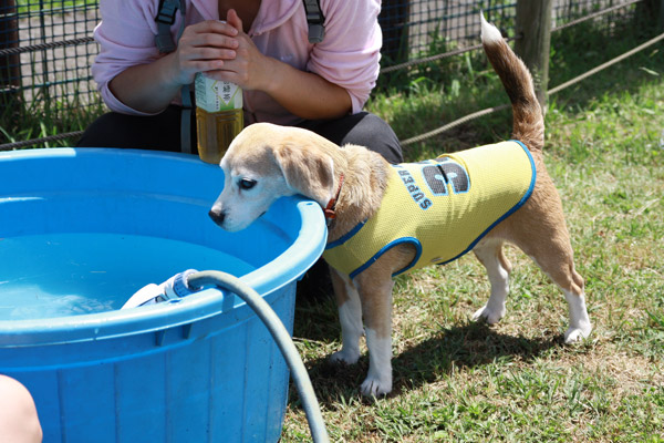 ビーグル　きなこ