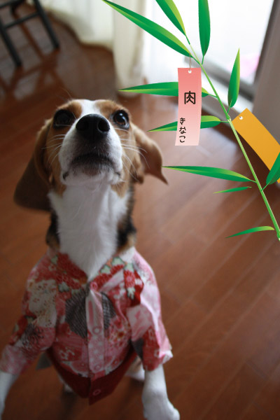 ビーグル きなこ