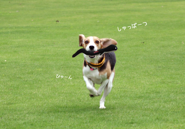 ビーグル きなこ