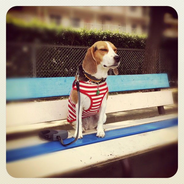 ビーグル きなこ