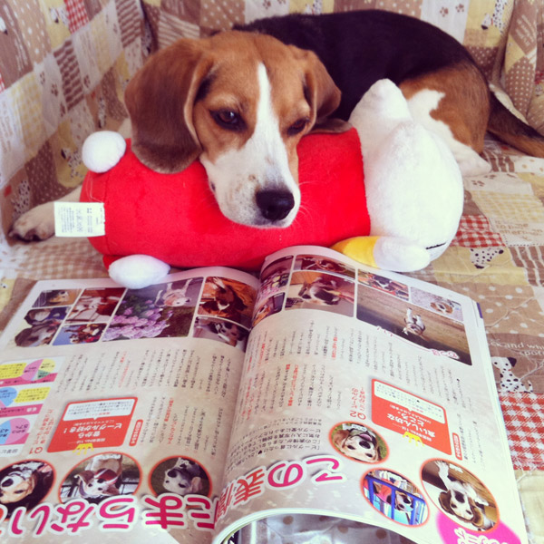 ビーグル きなこ