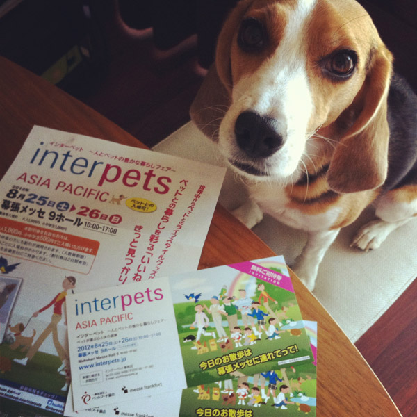 ビーグル きなこ