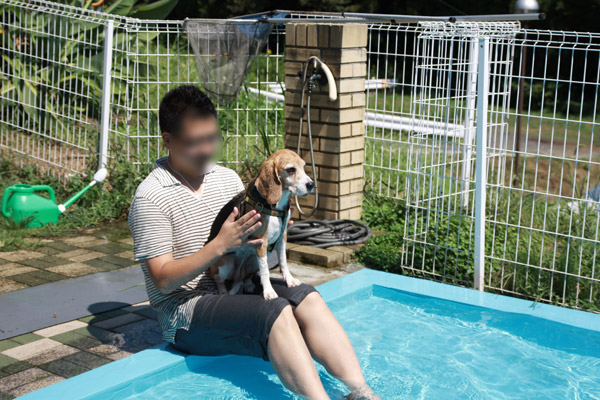 ビーグル きなこ