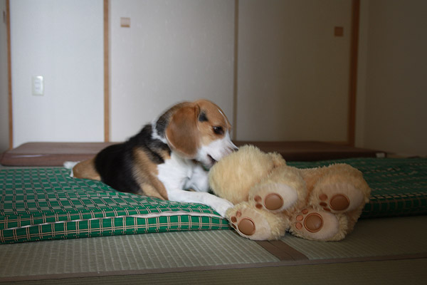 ビーグル きなこ