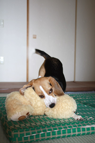 ビーグル きなこ
