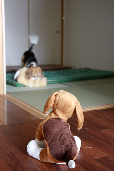 ビーグル きなこ