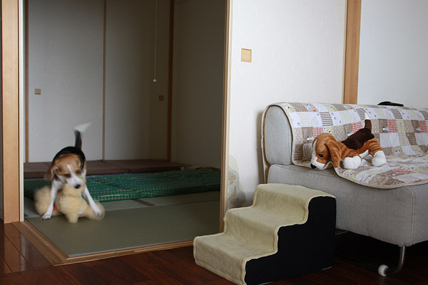 ビーグル きなこ