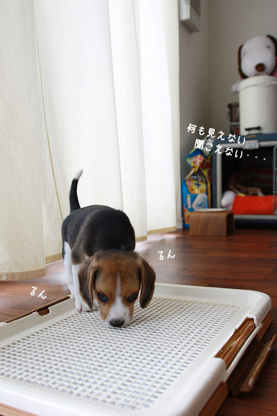 ビーグル きなこ