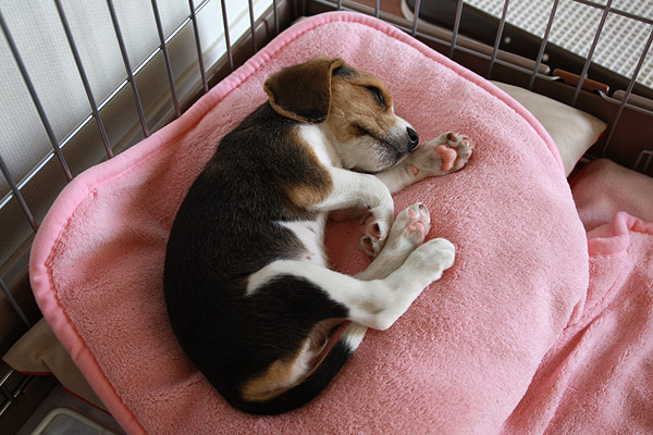 ビーグル きなこ