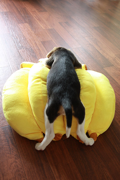 ビーグル きなこ
