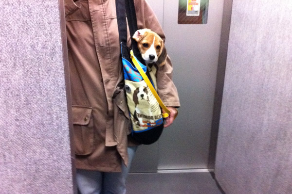 ビーグル きなこ