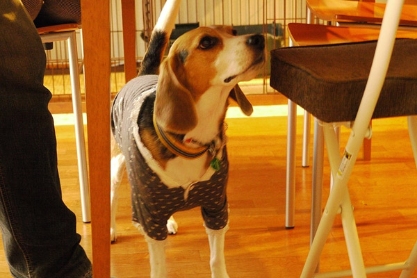ビーグル きなこ