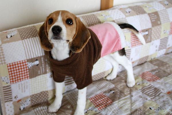 ビーグル きなこ こんぶ