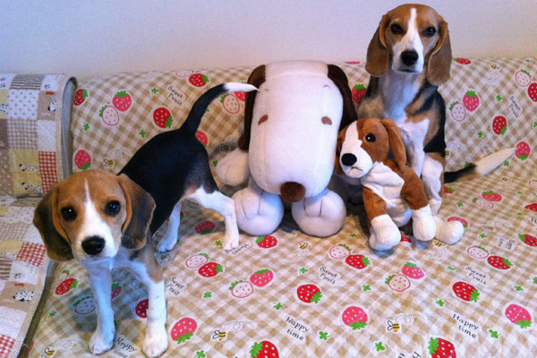 ビーグル きなこ こんぶ