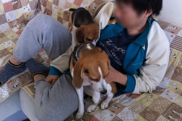 ビーグル きなこ こんぶ