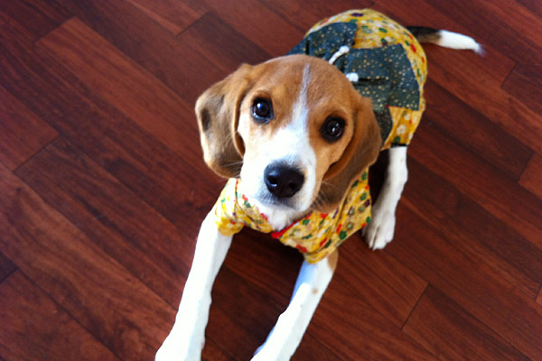 ビーグル きなこ こんぶ