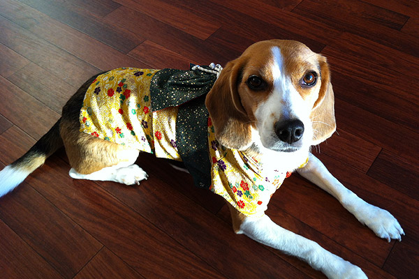 ビーグル きなこ こんぶ