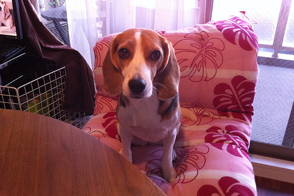 ビーグル きなこ こんぶ