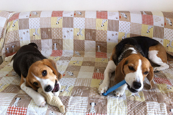 ビーグル　きなこ　こんぶ