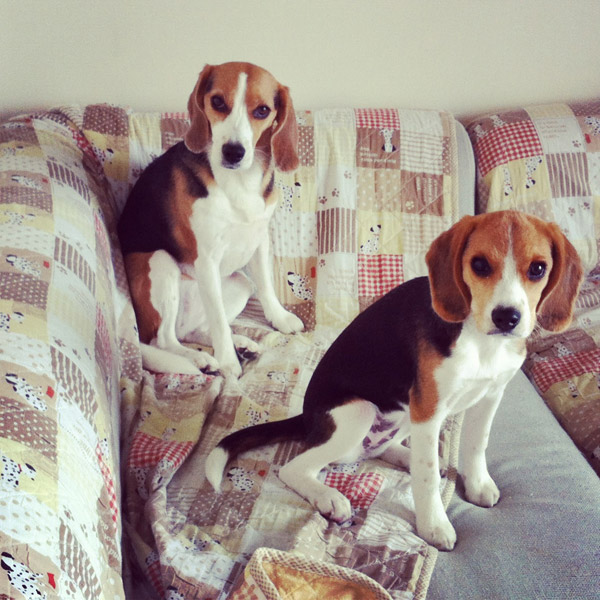 ビーグル　きなこ　こんぶ