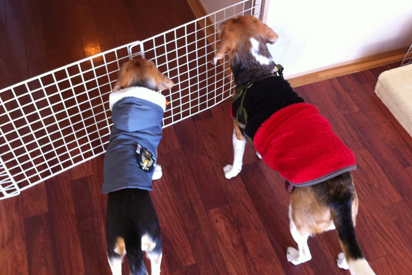 ビーグル　きなこ　こんぶ