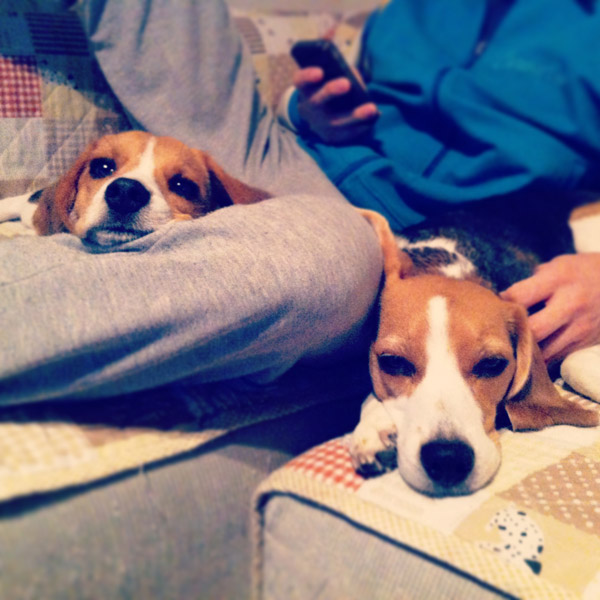 ビーグル　きなこ　こんぶ