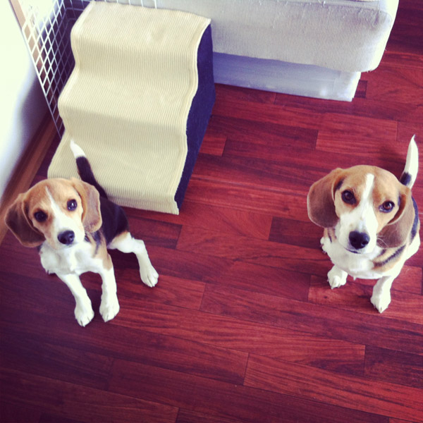 ビーグル　きなこ　こんぶ