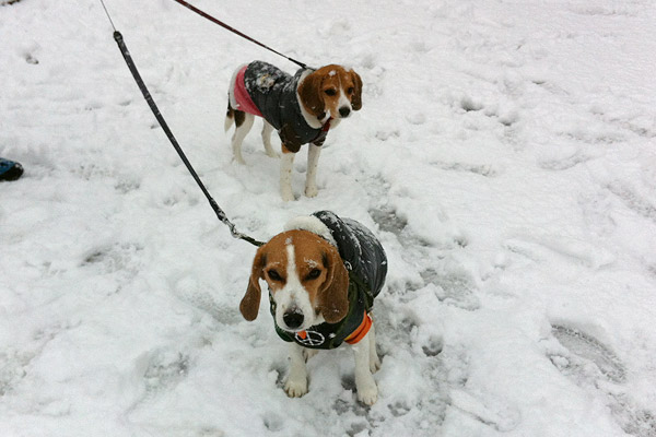 ビーグル きなこ こんぶ