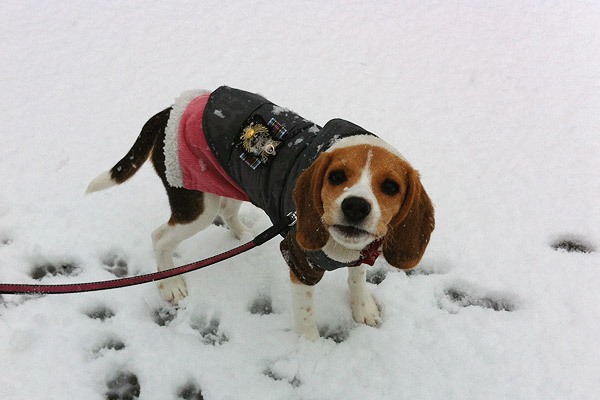 ビーグル きなこ こんぶ