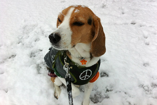 ビーグル きなこ こんぶ